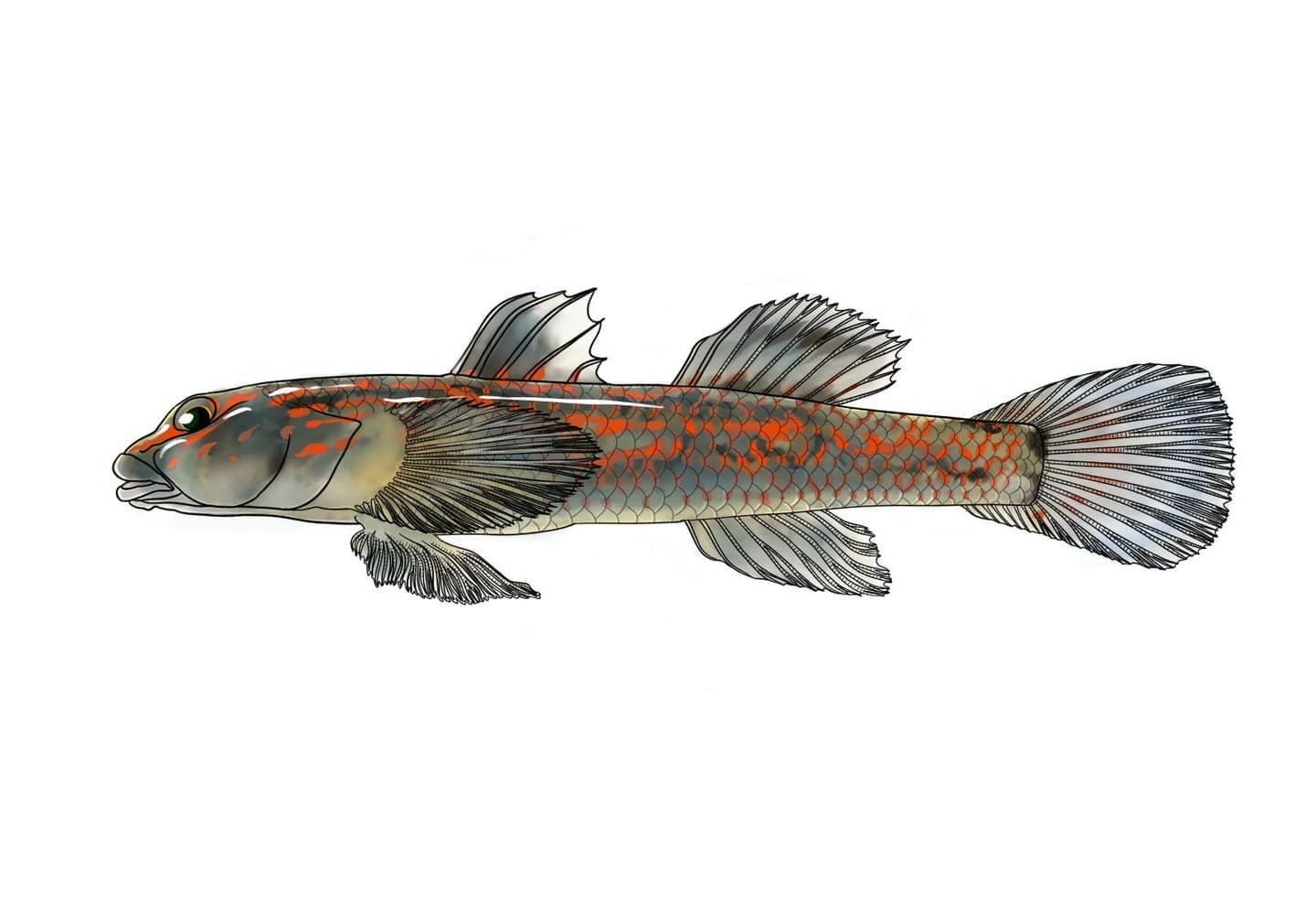 ヤイマヒラヨシノボリ雌の側面形態と、頭部および体側の斑紋、背鰭、腹鰭、尾鰭の形状・色彩を表現した単体魚類図版。