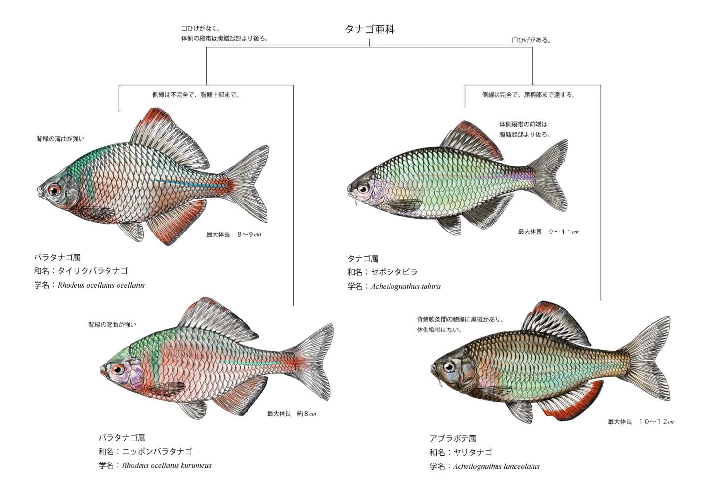 タナゴ類4種の全身側面図に識別箇所を示し、体形、体高、体側の色彩、口部、背鰭、臀鰭などの形態的な違いを整理した識別図版。