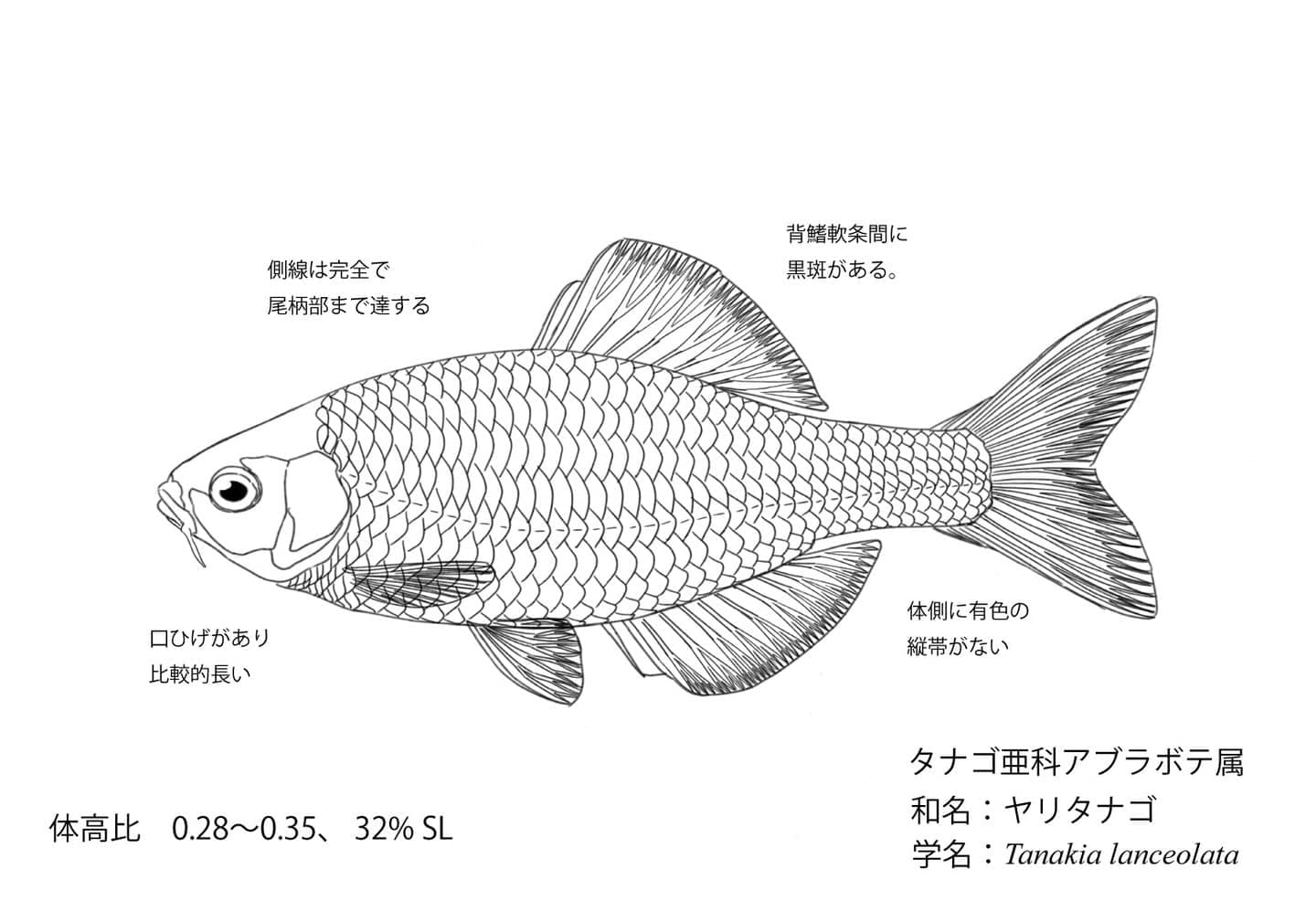 ヤリタナゴの側面線画に、頭部、体幹部、尾部、各鰭、鰓蓋、側線、鱗などの名称と位置を示した外部形態図版。