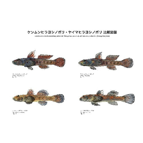 ケンムンヒラヨシノボリとヤイマヒラヨシノボリの雌雄を、体形・鰭・頭部と体側の色彩や斑紋の違いが比較できるよう並べた魚類比較図版