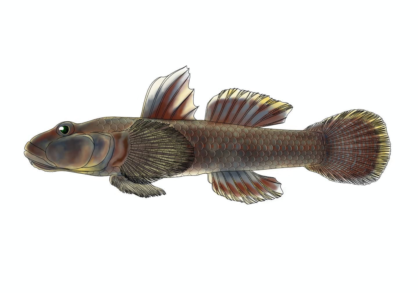 クロヨシノボリ（Rhinogobius brunneus）雄の側面魚類図版。体型、第1・第2背鰭、鱗被、胸鰭基部の橙色斑、尾鰭の斑紋など、種を特徴づける外部形態を描写。