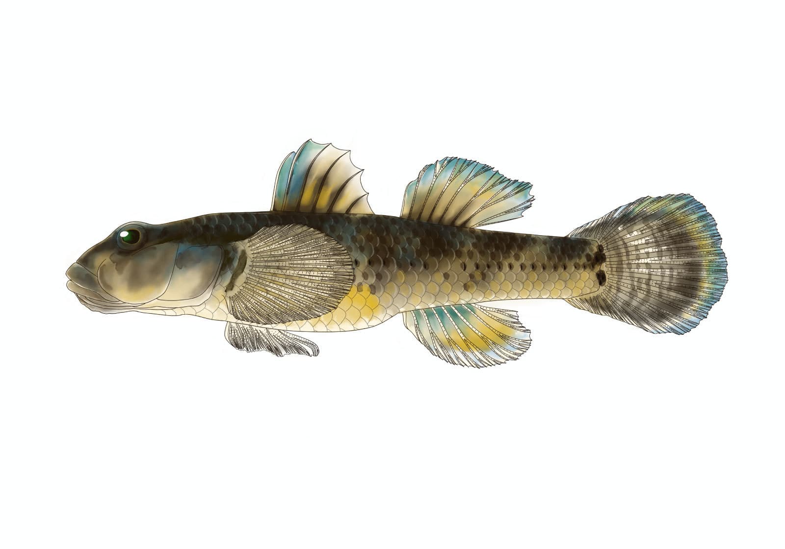 クロヨシノボリの雌（Rhinogobius brunneus）を左向きの側面観で描いた魚類図版。大きな頭部と丸みのある尾鰭を持ち、体側には暗褐色の鱗模様が広がる。第一背鰭、第二背鰭、臀鰭には淡い青緑色と黄色が見られ、胸鰭や腹鰭の構造も細かく描かれている。