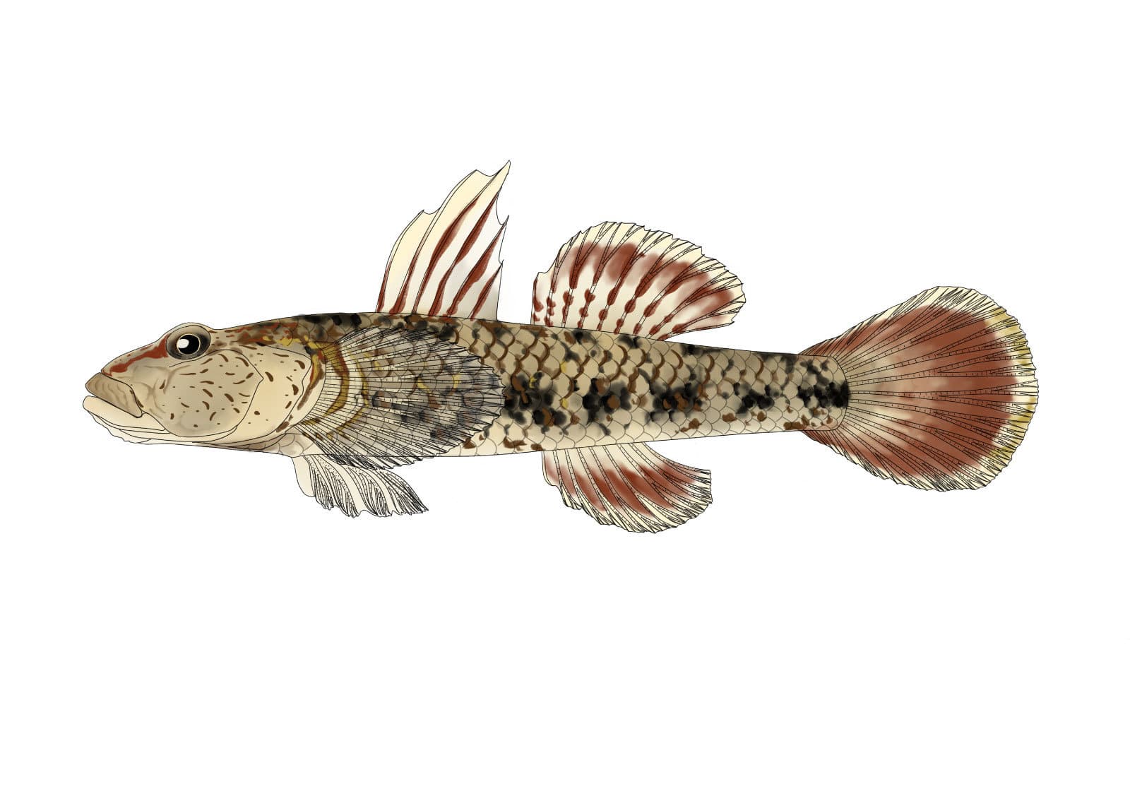 カワヨシノボリの雄（Rhinogobius flumineus）を左向きの側面観で描いた魚類図版。細長い体に不規則な暗色斑紋が並び、第一背鰭には伸長した鰭条と赤褐色の縞模様が見られる。頭部には細かな褐色斑点があり、第二背鰭と丸みのある尾鰭には赤褐色の模様が描かれている。