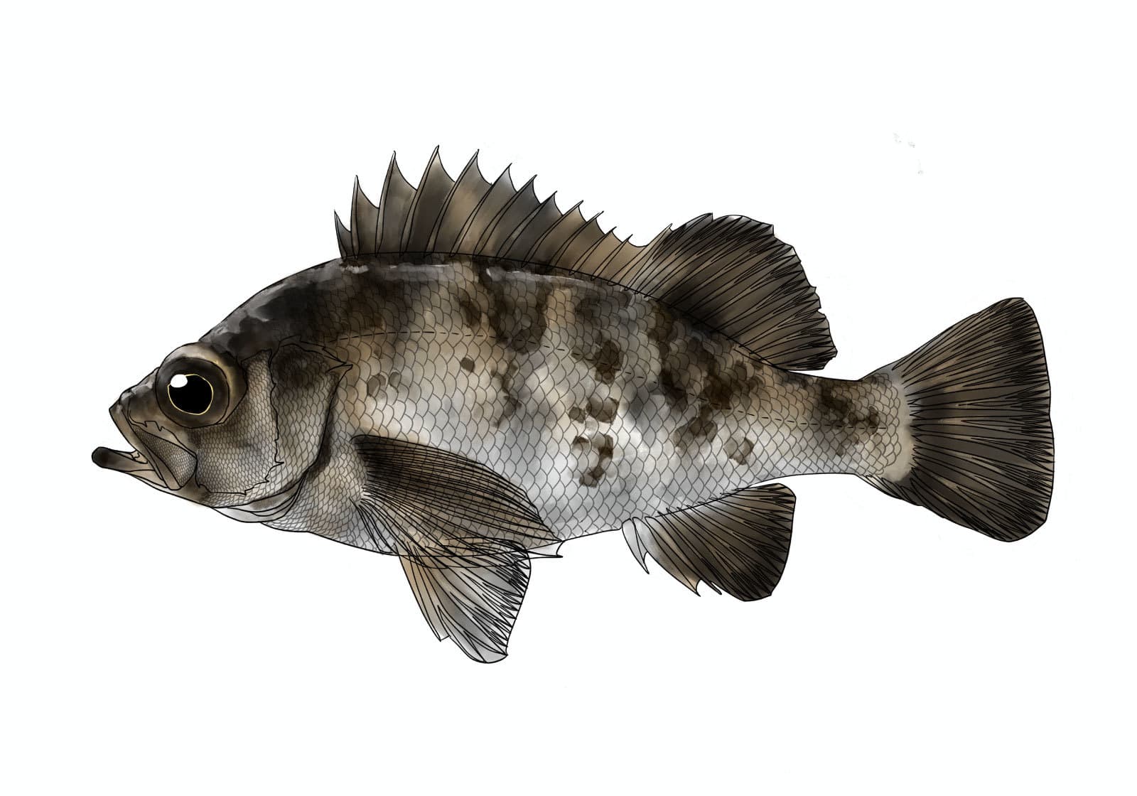 シロメバル（Sebastes cheni）を左向きの側面観で描いた魚類図版。大きな眼と背鰭の棘条、灰白色の体側に広がる暗褐色の不規則な斑紋、胸鰭・臀鰭・尾鰭の形状、細かな鱗の配列を表現している。